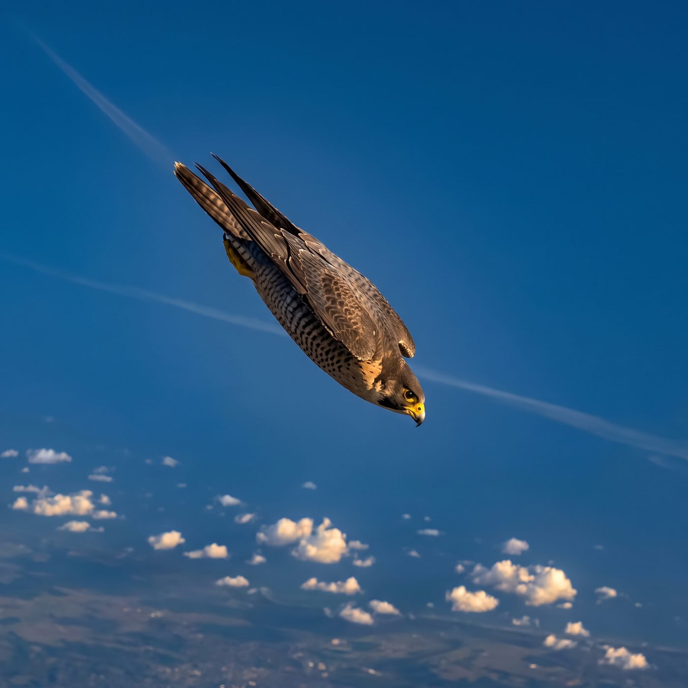 A falcon named Frightful hit 242 mph in a 1999 dive from three miles up—faster than any other animal ever clocked on Earth.