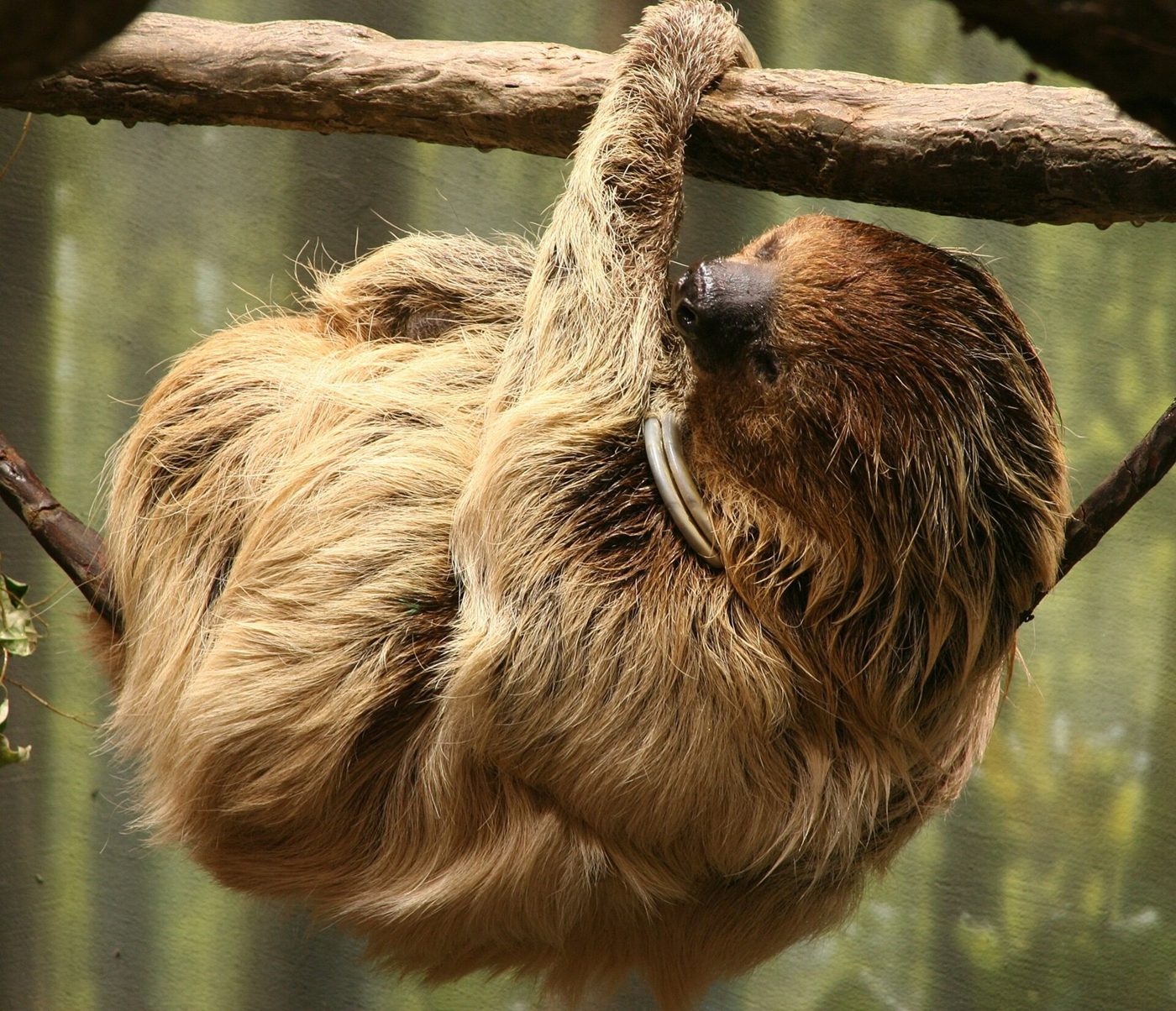 A two-toed sloth's fur can turn green. Its hairs have grooves running along their length, and algae grow in them, helping camouflage the sloth in the treetops.