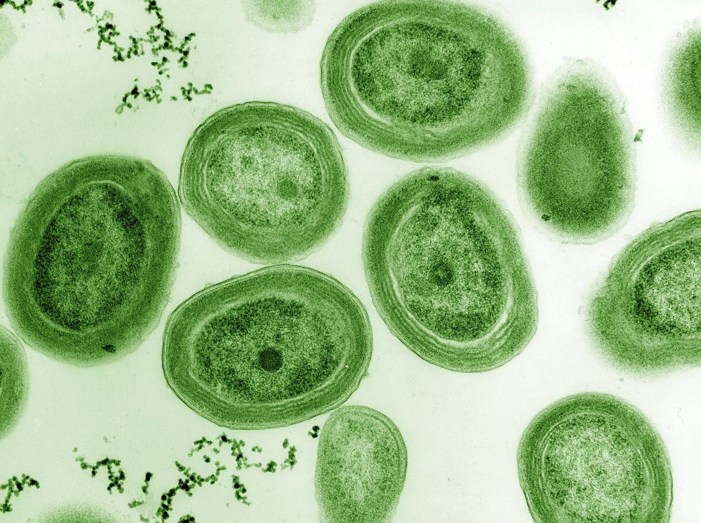 About half of Earth's oxygen production comes from the ocean. Tiny Prochlorococcus bacteria account for up to 20% of global oxygen production, NOAA says.