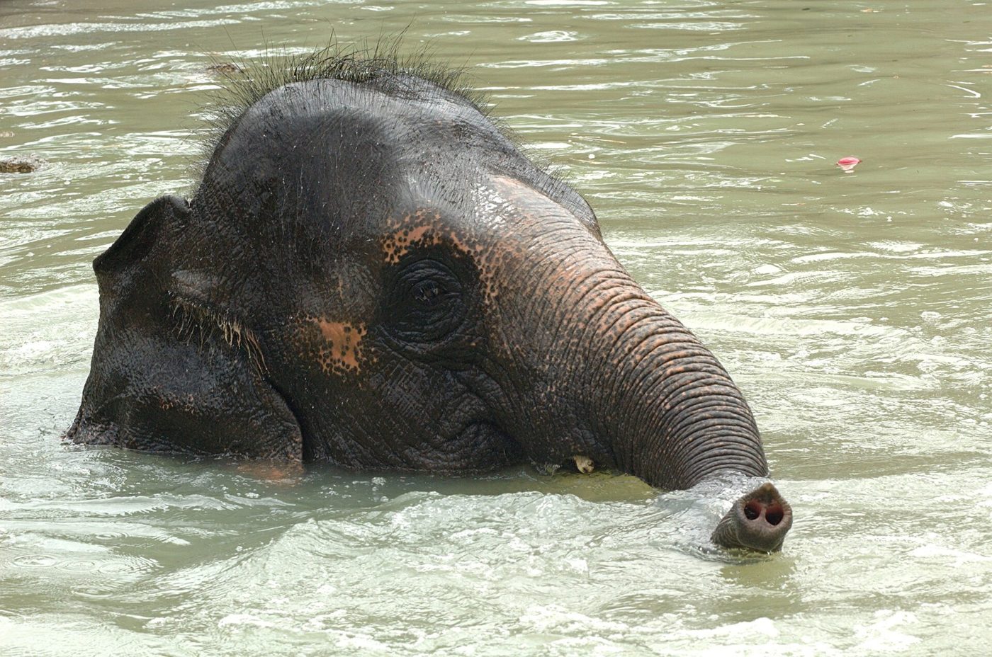 An Asian elephant pregnancy lasts 21.5 to 22 months, nearly two years. The calf usually weighs between 150 and 350 pounds at birth.