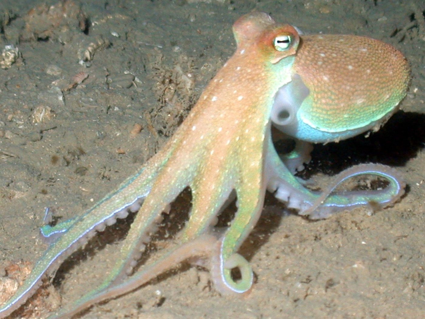 An octopus has three hearts. Two pump blood through its gills to pick up oxygen, and the third sends that oxygen-rich blood around the rest of its body, NOAA says.