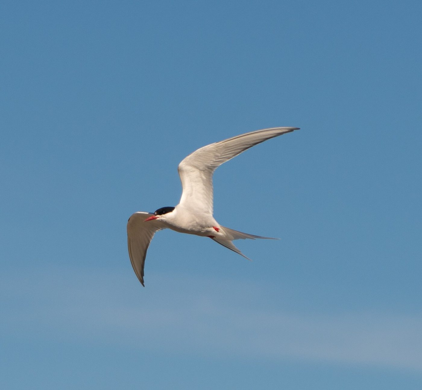 Arctic terns weigh under 125 grams, yet a 2010 tracking study found some of them flew more than 80,000 kilometers in a single year of migration.