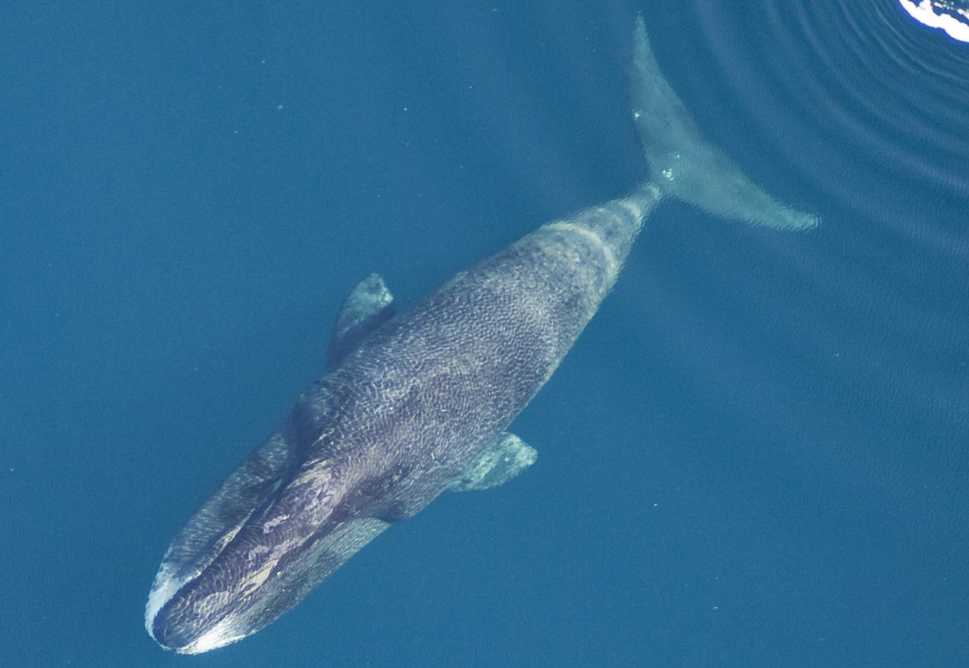 Bowhead whales can live an extraordinarily long time. NOAA Fisheries says newer aging techniques suggest some may live more than 200 years.
