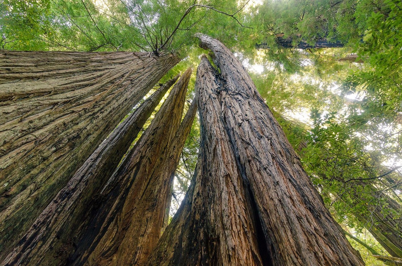 Coast redwoods can grow taller than 370 feet and live up to 2,000 years. But about 96% of the original old-growth coast redwoods have been logged, the National Park Service says.