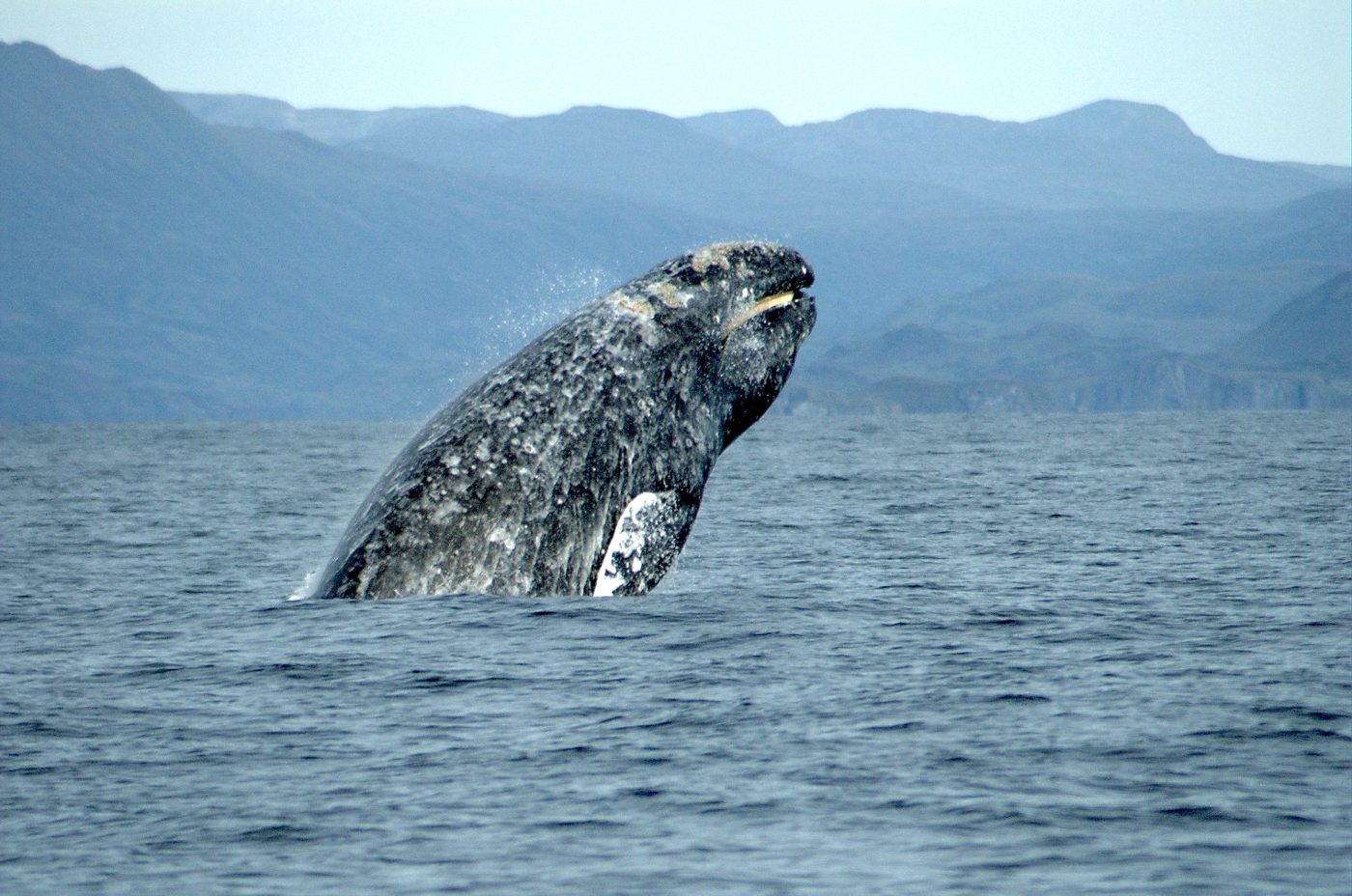 Gray whales travel about 10,000 miles round-trip every year, and some go more than 14,000, one of the longest annual migrations of any mammal, NOAA says.