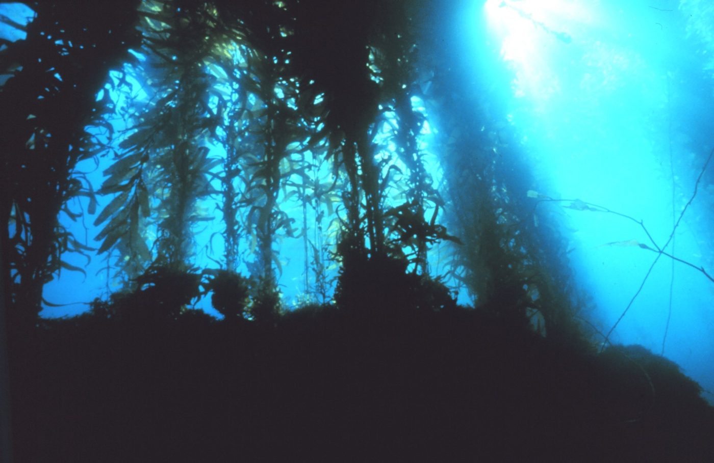 In ideal conditions, kelp can grow up to 18 inches in a single day. Kelp forests provide food and shelter for thousands of species, NOAA says.