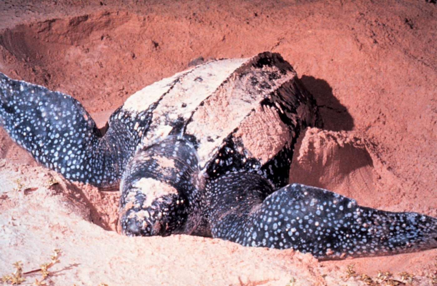 Leatherbacks are the largest turtles on Earth, and they can dive about 4,000 feet deep. Some swim more than 10,000 miles a year, NOAA says.