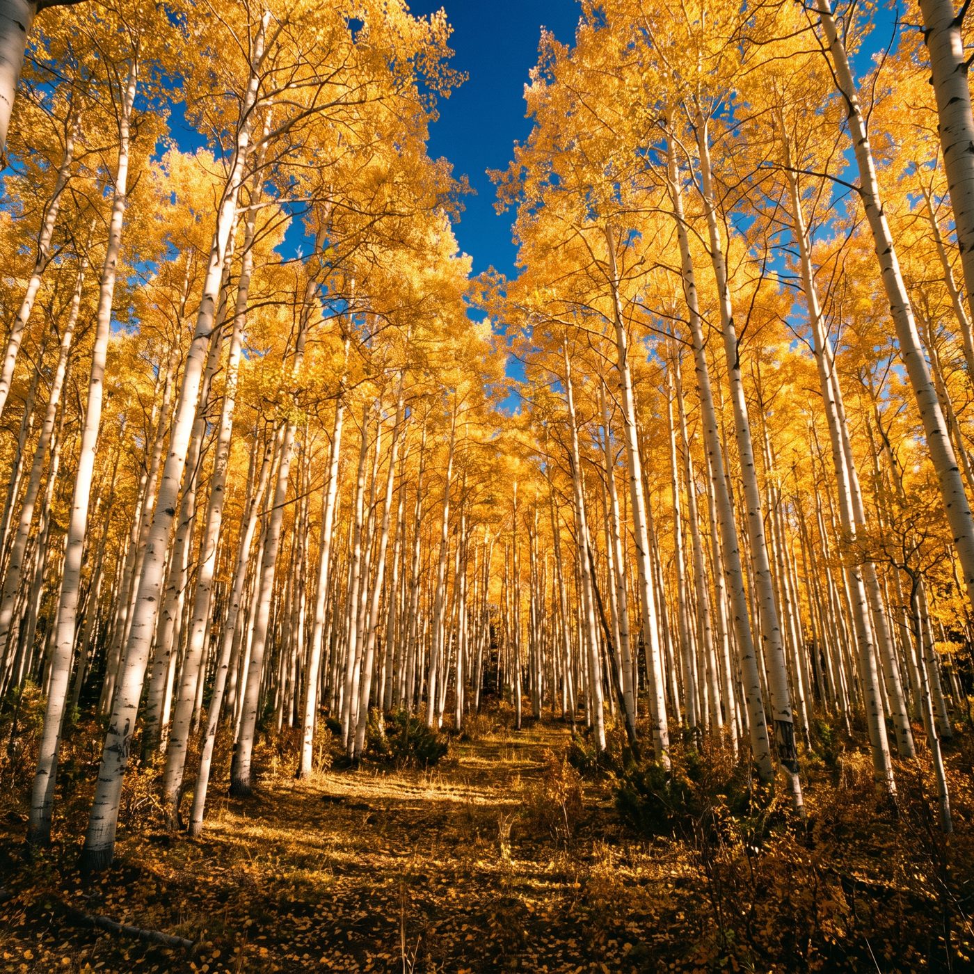 Pando, one aspen "forest" of 47,000 trunks, is a single organism — and it stopped replacing itself 30 to 40 years ago.