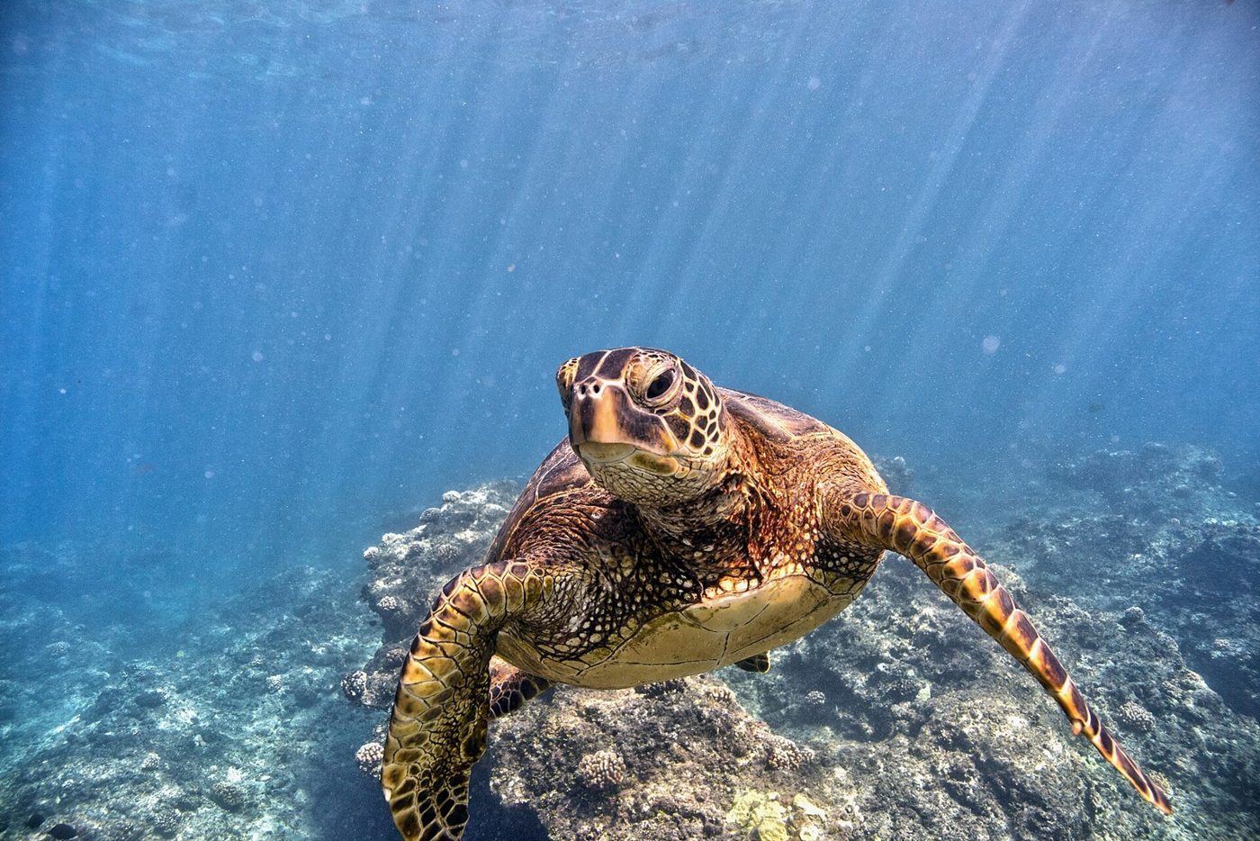 Sand temperature decides whether a sea turtle hatches male or female. A 2018 study found 99.1% of young green turtles from warmer northern Great Barrier Reef beaches were female.