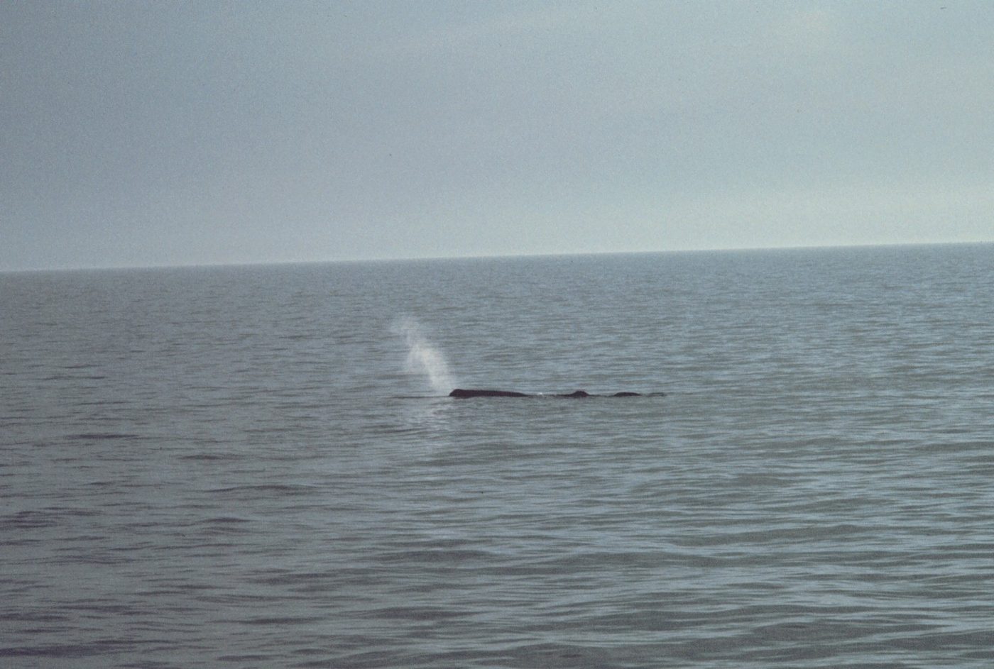Sperm whales are the largest toothed whales. Hunting in the dark, they routinely dive 2,000 feet deep and can stay down for 45 minutes.