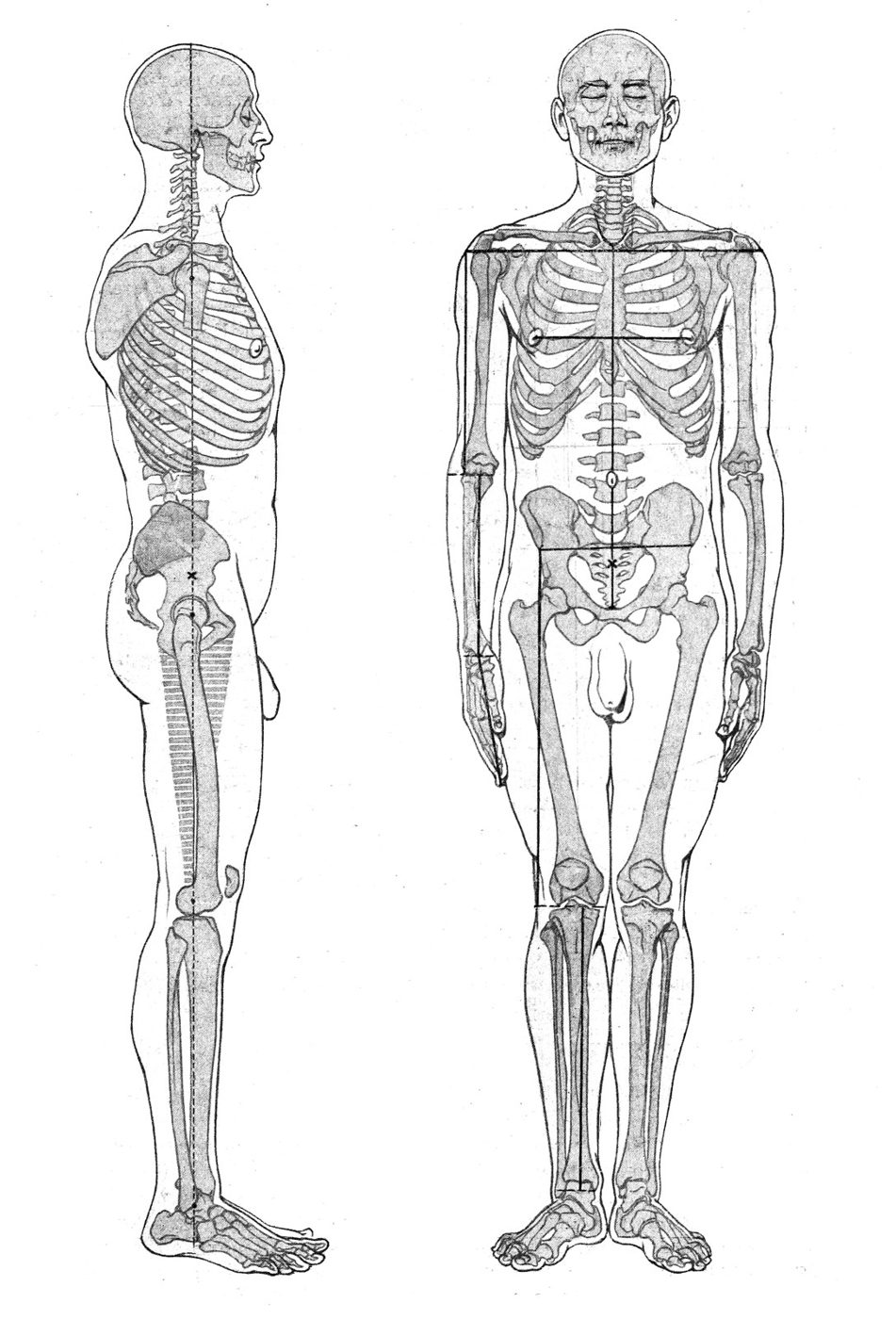 The adult human skeleton usually has 206 named bones. Eighty form the body's central axis, and the other 126 make up the limbs and the girdles that attach them.