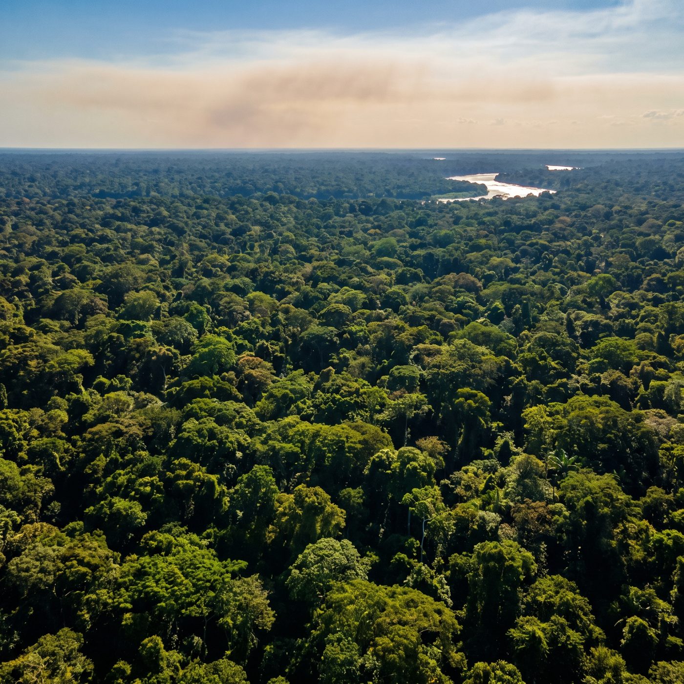 The Amazon rainforest is fed by the Sahara: 27.7 million tons of desert dust drift across the Atlantic and settle on it every year.