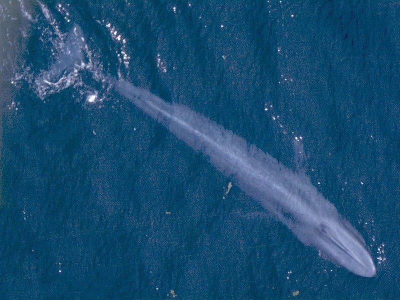 The blue whale is the largest animal known to have lived on Earth. In the Antarctic, NOAA says, blue whales can reach about 110 feet and weigh more than 330,000 pounds.
