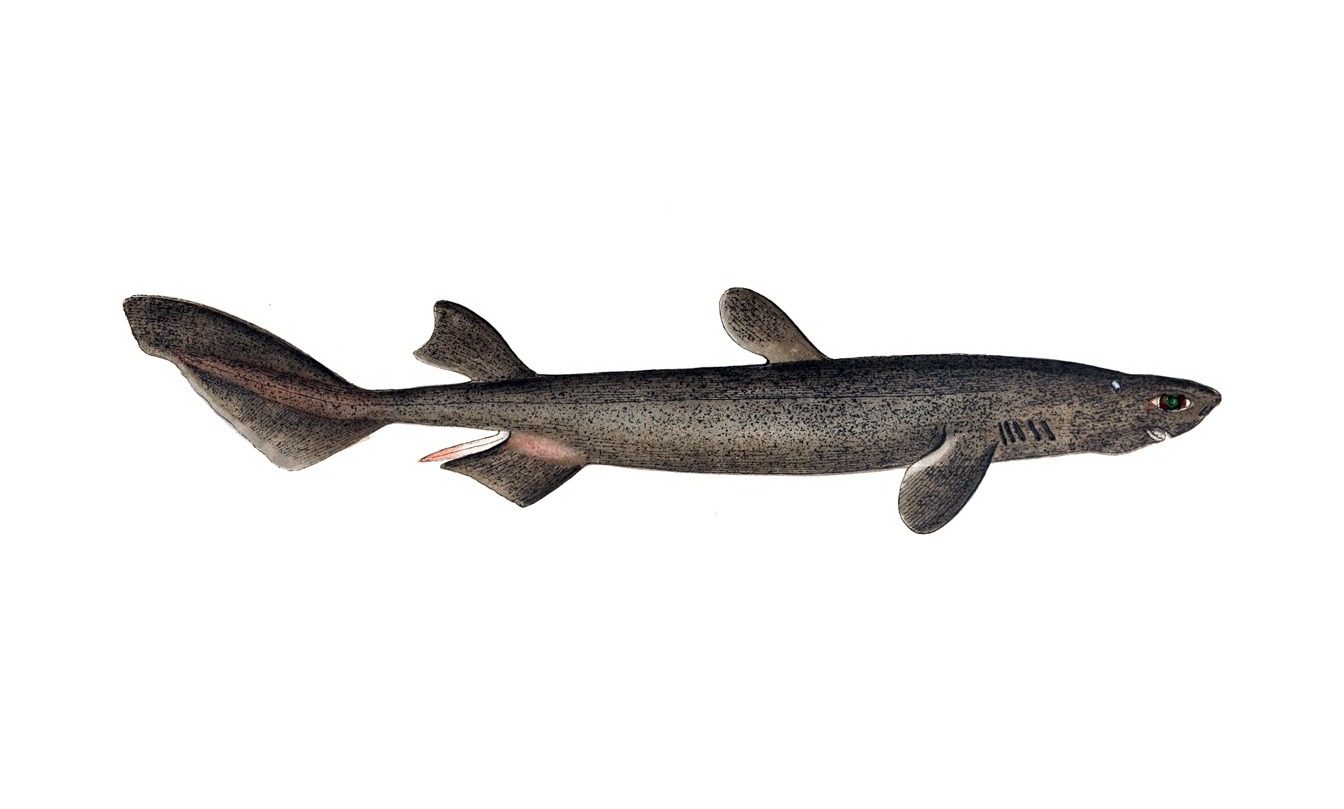 The largest known glowing vertebrate is the kitefin shark, which grows to nearly 6 feet. Its blue-green belly light may help hide its shadow from animals below.