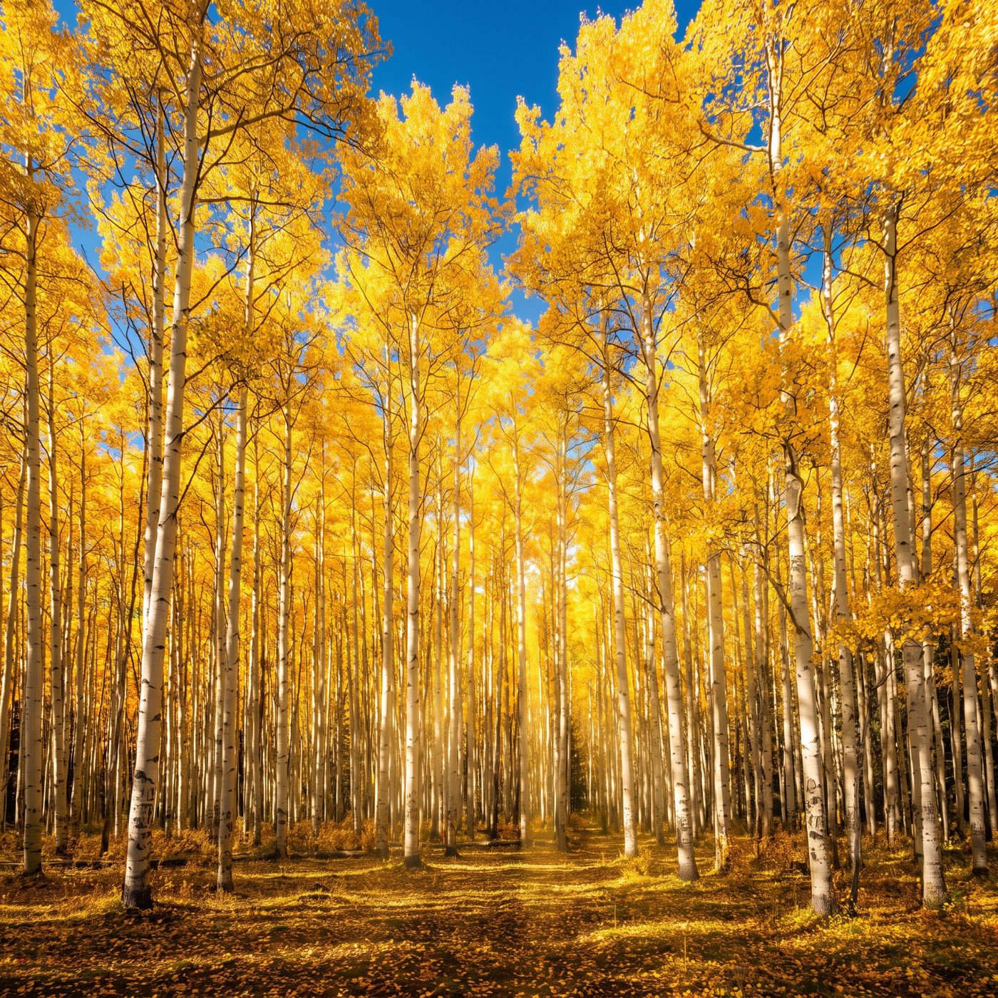 This 106-acre forest in Utah's Fishlake is a single tree — 40,000 trunks sharing one root system, one identical set of genes.