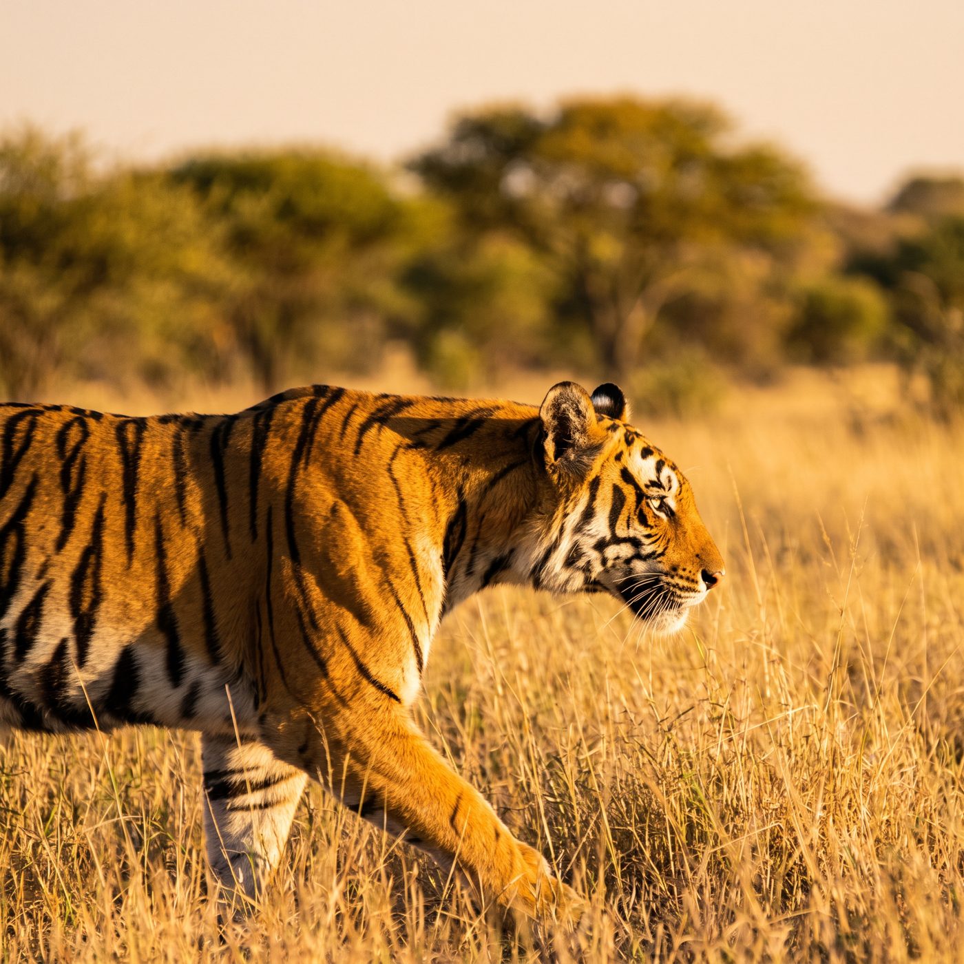 Tiger stripes are as unique as fingerprints — software identified 298 individual tigers with 95% accuracy, even 7 years apart.