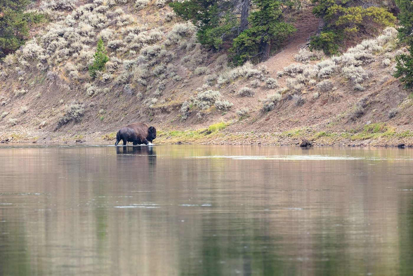 Yellowstone is the only place in the U.S. where bison have lived continuously since prehistoric times. By 1902, poachers had cut its herd to about two dozen animals.